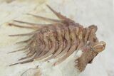 Spiny Trilobite (Kettneraspis) - Black Cat Mountain, Oklahoma #357364-2